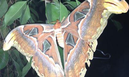 Bướm to và đẹp ở Tây Ninh