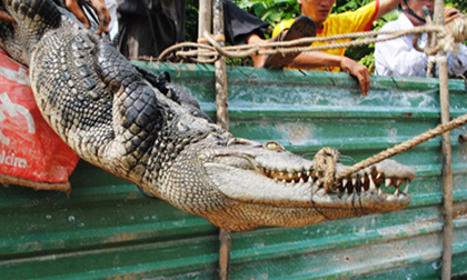 Rợn người cảnh thợ săn tóm cá sấu
