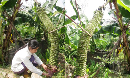 Buồng chuối 'khủng' hơn 200 nải ở Nghệ An