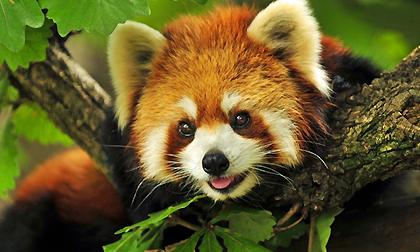 Ngắm những chú gấu trúc đỏ với đôi mắt trong veo