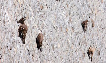 Loài dê kỳ lạ có thể di chuyển trên vách đập thẳng đứng