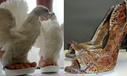 Hoảng hồn với những đôi giầy từ xác động vật chết