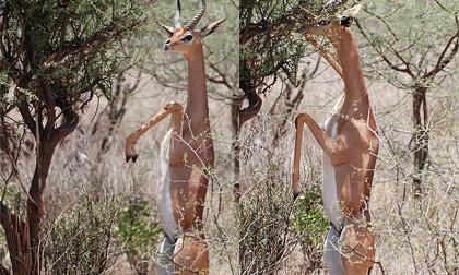 Ngắm linh dương vừa ăn vừa "khoe hàng" 