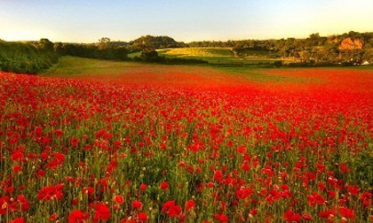 Đồi hoa anh t&#250;c đẹp m&#234; hồn