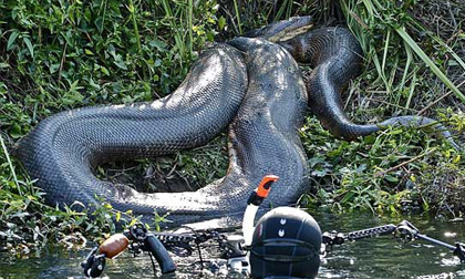 Phát hiện "quái vật" trăn siêu khổng lồ