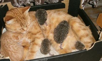 Kỳ lạ chuyện mèo nuôi nhím như con