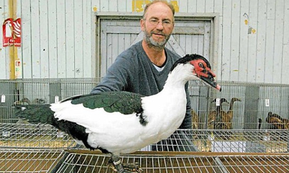 Chú vịt có giá hơn... 50 triệu đồng