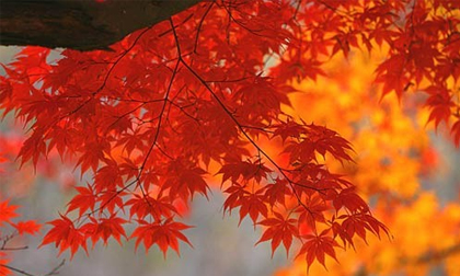 Mùa trong năm và tính cách của bạn