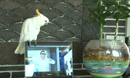 Sốt với clip vẹt hát 'Gangnam Style'