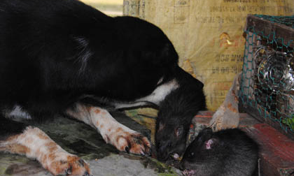 Xem chó chăm sóc đàn chuột cống ở miền Tây