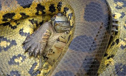 Cuộc chiến đáng khâm phục của một con rùa với rắn khổng lồ