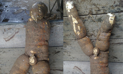 Củ sắn hình người có 'bộ phận' đàn ông ở Hà Tĩnh