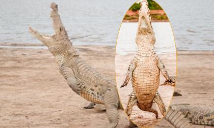 Thú vị với khoảnh khắc cá sấu đứng trên hai chân sau khi săn mồi