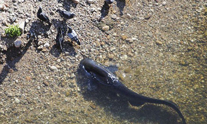 Kỳ lạ loài cá nhảy hẳn lên bờ săn… chim