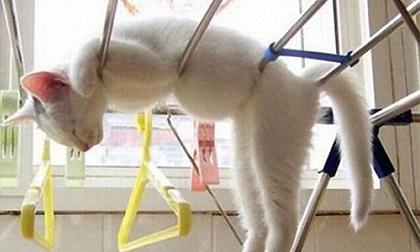 Những khoảnh khắc "cực yêu" của những chú mèo