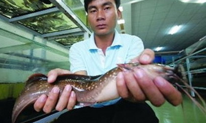 Việt Nam: Phát hiện cá “biết đi”, ếch “biết hót”