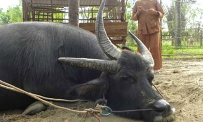 Một nhà nuôi cả trâu 3 sừng và trâu lùn nhất Việt Nam