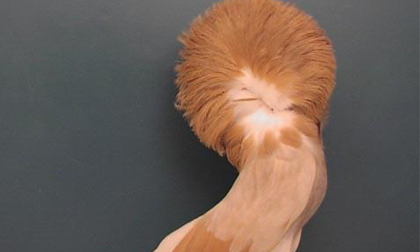 Rộ mốt nuôi bồ câu 'quái đản' của dân chơi Việt