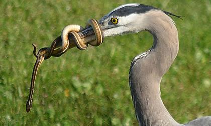 Khoảnh khắc hiếm khi rắn nhỏ quấn chặt mỏ "kẻ thù"