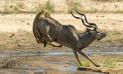 "Thót tim" xem sư tử săn linh dương