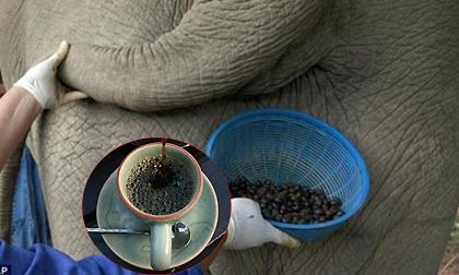 Quy trình thu lượm cà phê... phân voi đắt nhất thế giới