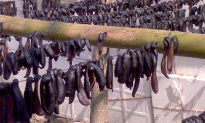 Sau rắn rết là đỉa, chuột hải ly gieo bệnh nhập Thủ đô