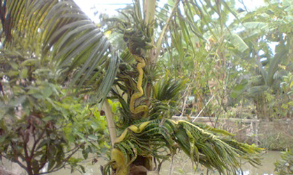 Ngắm cây dừa 'hóa rồng' kỳ lạ ở tỉnh Đồng Tháp