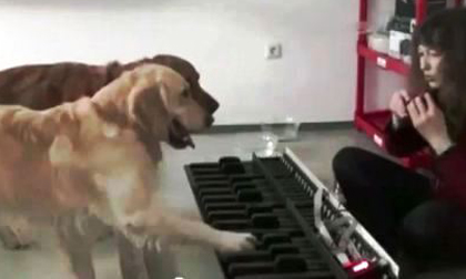 "Song cẩu" hòa tấu piano