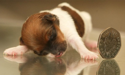 Chú cún tý hon chỉ dài... 6 cm