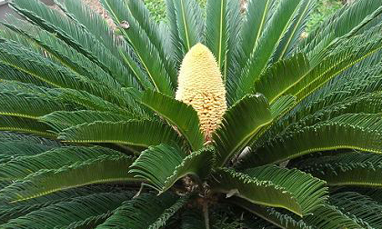 Kéo nhau xem thiên tuế trổ bông