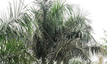 Thanh Hóa: Tá hỏa phát hiện xác người trên ngọn cau