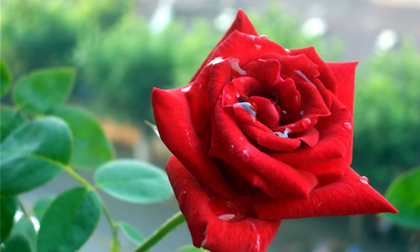 Thứ Tư của bạn (28/3/2012)