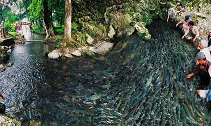 Chùm ảnh: Kỳ bí suối cá thần có một không hai ở Việt Nam (P1)