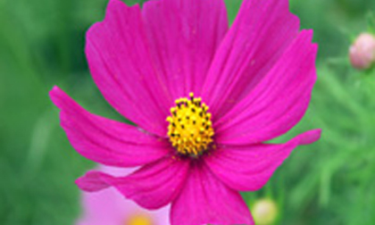 Chủ Nhật của bạn (4/3/2012)