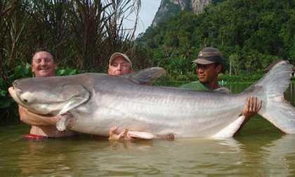 Cận cảnh cá khổng lồ sông Mekong