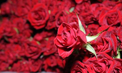 Làm lành với vợ bằng 1 triệu bông hồng đỏ đúng ngày 8.3