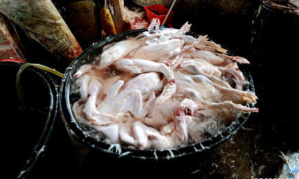 Video: kinh hoàng công nghệ làm lông gia cầm chỉ trong một phút