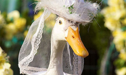 Móng tay kỳ dị, vịt diễn thời trang