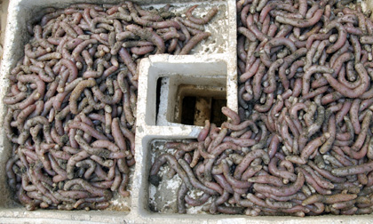 Săn sá sùng trên biển Mũi Ngọc.