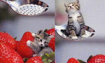 Những kỷ lục nhỏ nhất thế giới