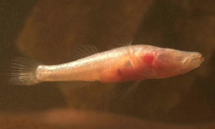 Phát hiện cá lạ không mắt ở động Thiên Đường