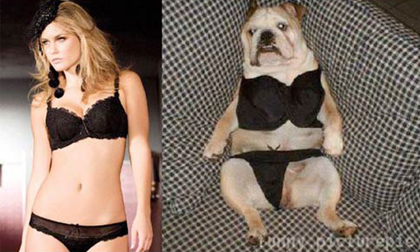 Ảnh vui: Ai mặc đẹp hơn?