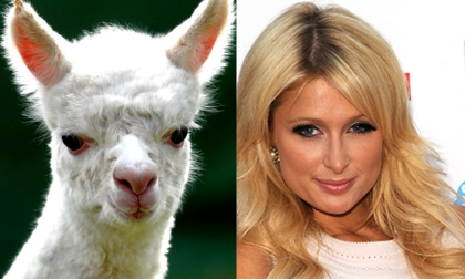 Khi sao 'đụng nhan sắc' với động vật (P1)