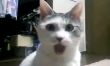 Sự ngạc nhiên của một chú mèo