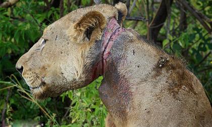 Sư tử sập bẫy vẫn sống sót sau vài tuần không ăn uống