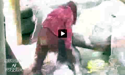 Đười ươi cũng... diện áo thời trang