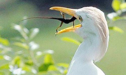 Sức mạnh phi thường!