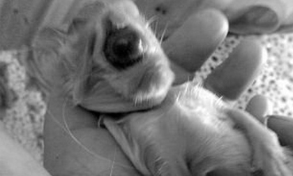 Trung Quốc: Xuất hiện mèo 1 mắt quái dị