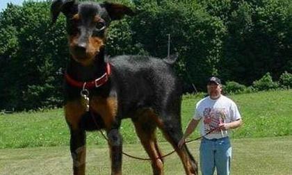 Bộ sưu tầm những động, thực vật khổng lồ