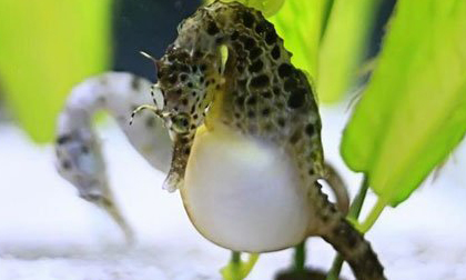 Những 'sản phụ' dị thường trong thế giới hoang dã